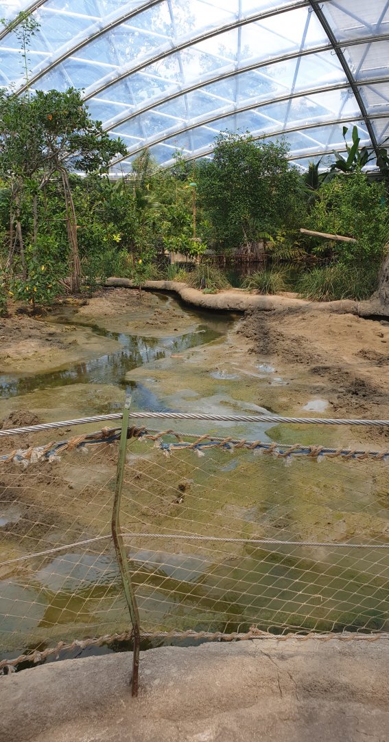 Mud-area in the Mangrove-hall