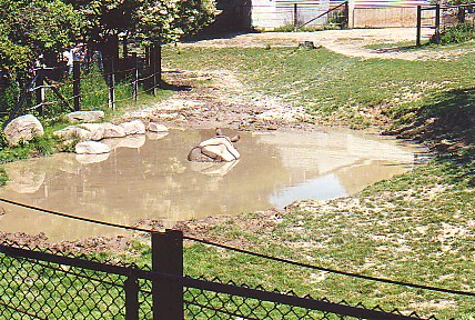 Mud bath for a young male Indian rhino @ Toronto zoo Canada