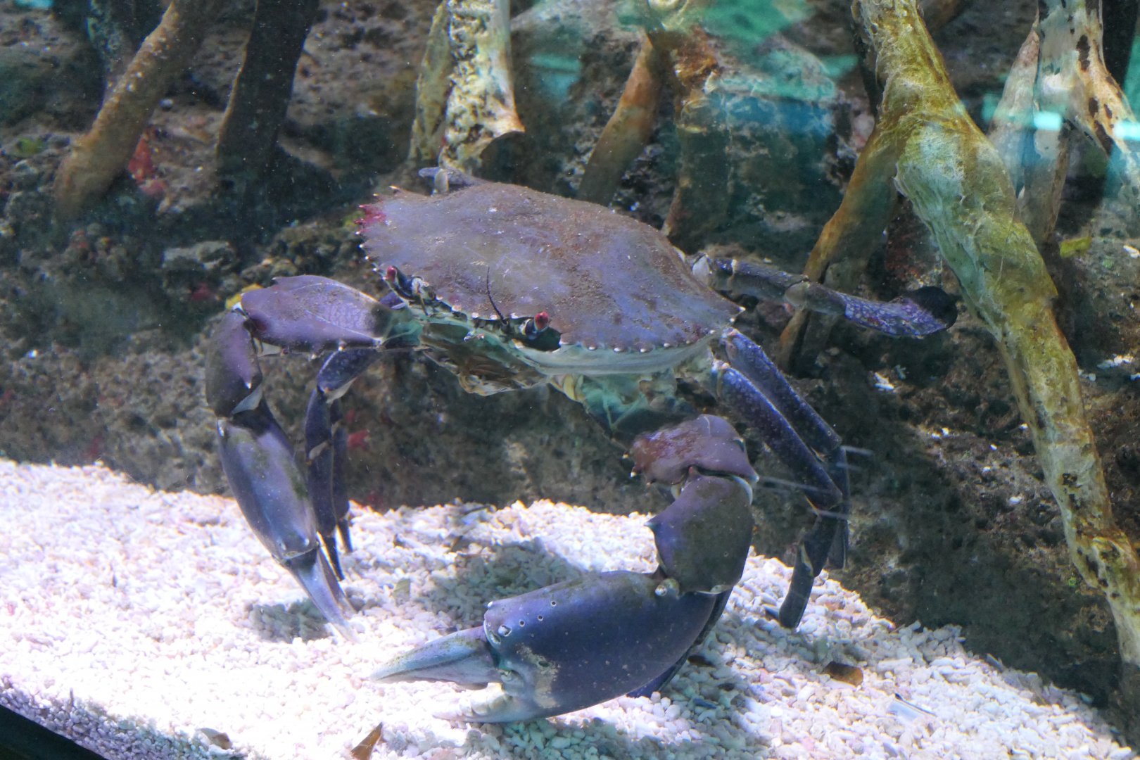 Mud Crab (Scylla serrata)