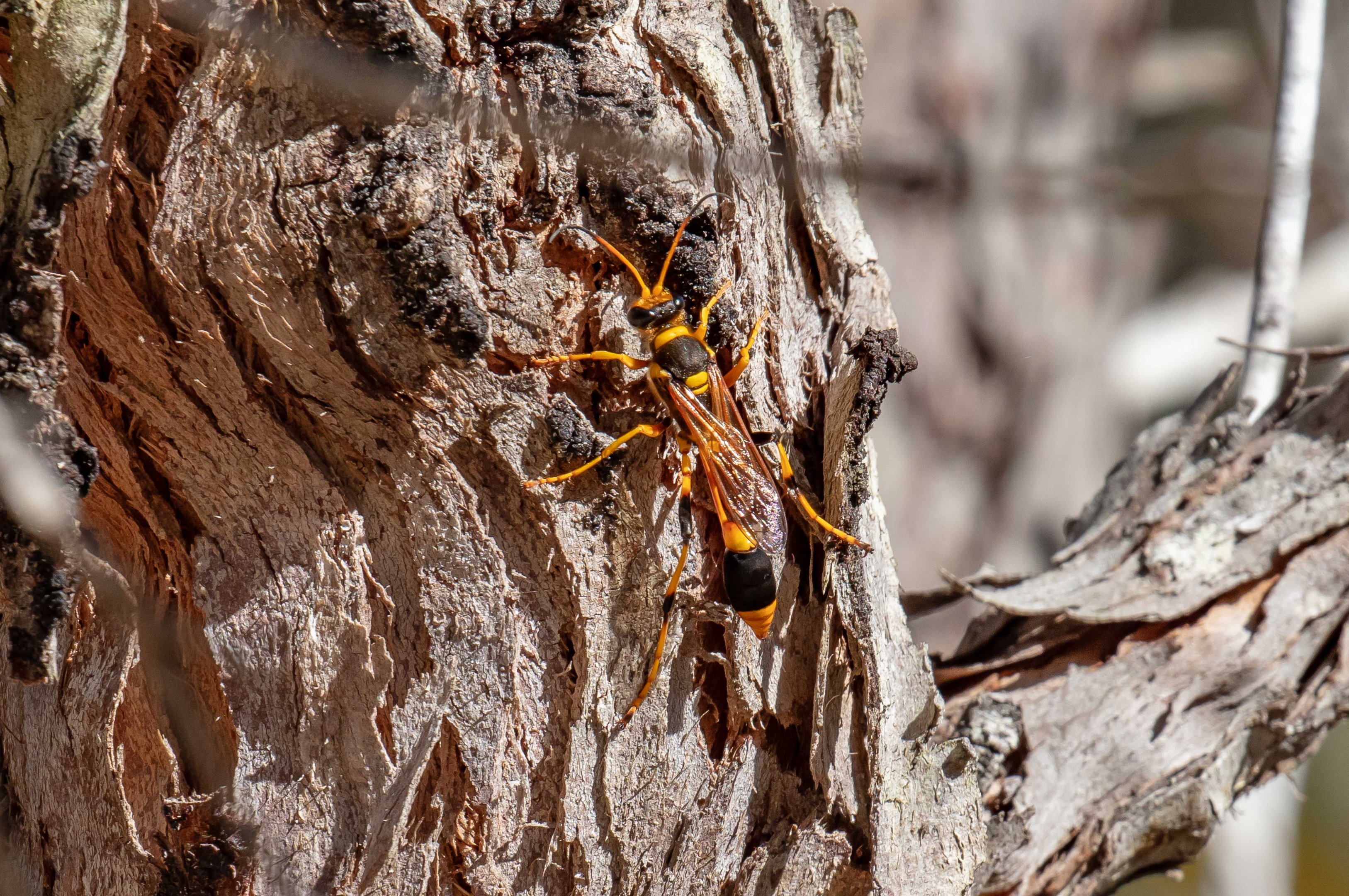 Mud-dauber Wasp
