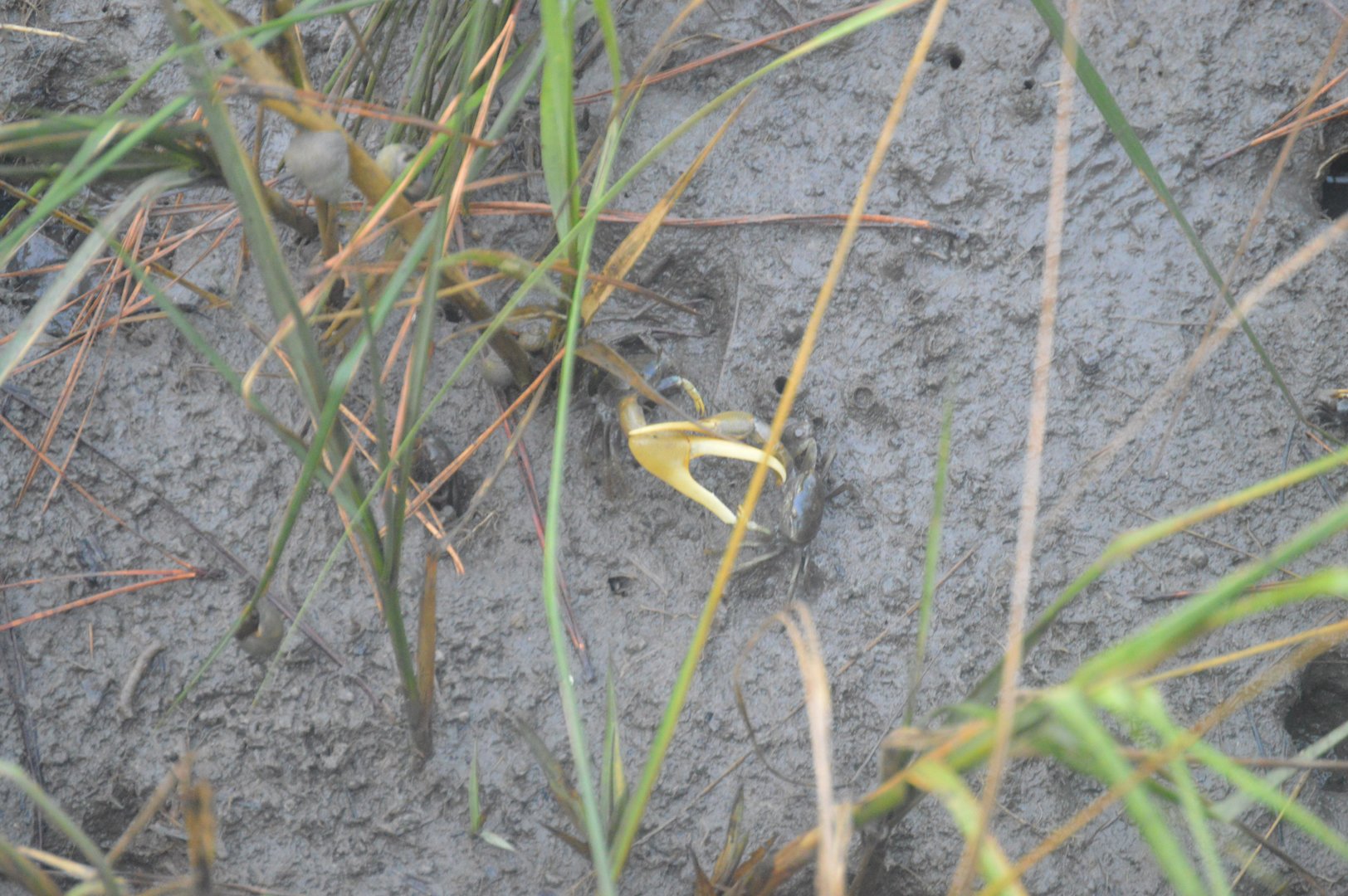 Mud Fiddler Crab (Minuca pugnax)