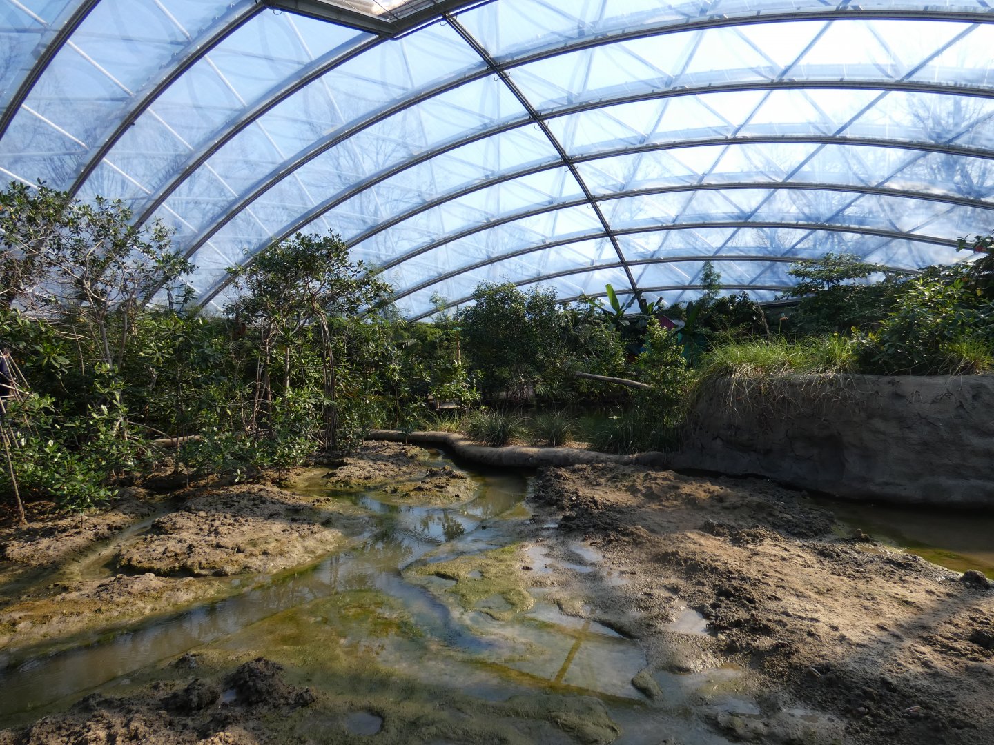 Mud flat in Mangrove