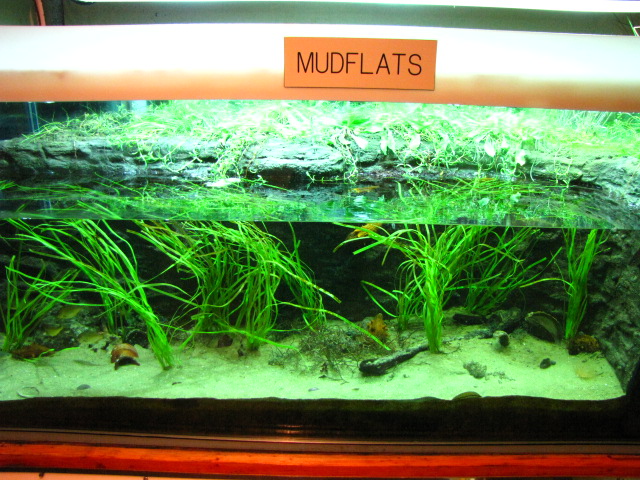 Mud Flats