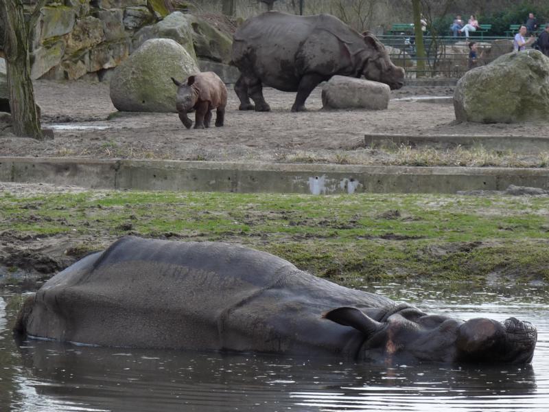 Mud Rhino and Family