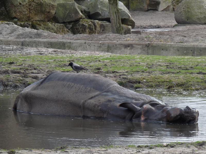Mud Rhino and Friend