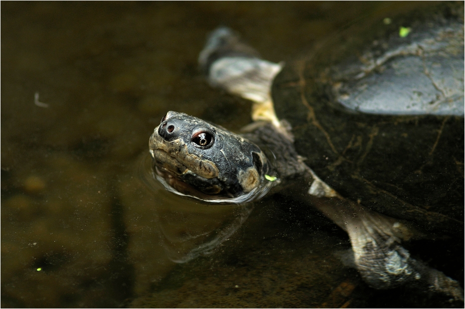 Mud turtle at Köln Zoo