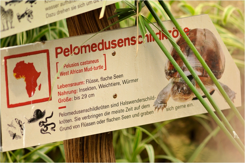 Mud turtle at Köln Zoo