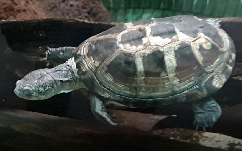 Mud turtle - Pelusios species