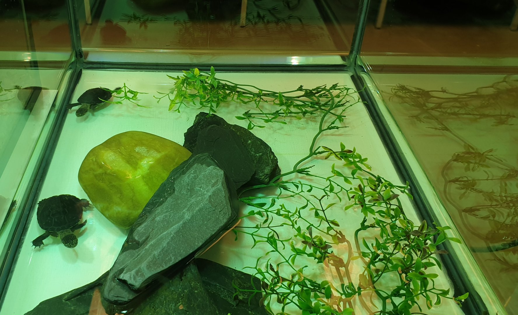 Mud turtle raising tank