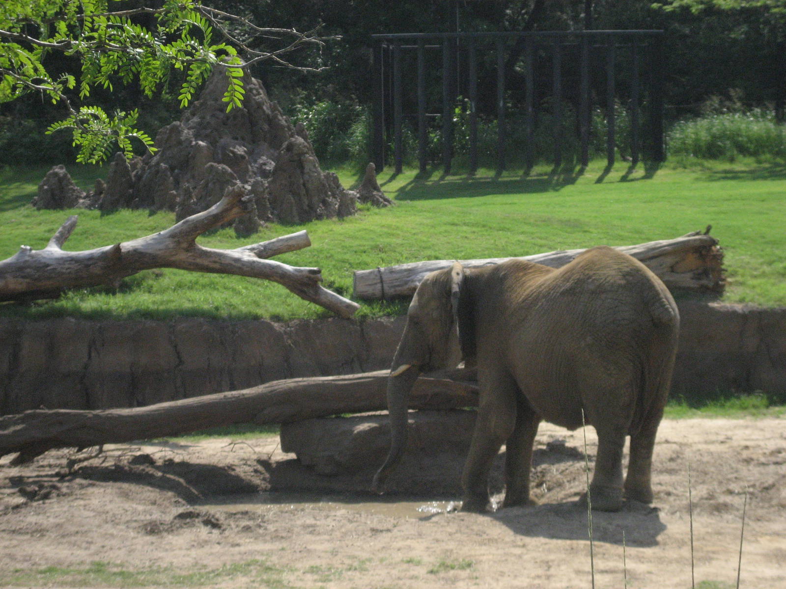 Mud wallow-elephant sunscreen