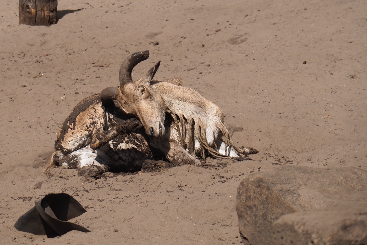 Muddy Aoudad (Ammotragus lervia)