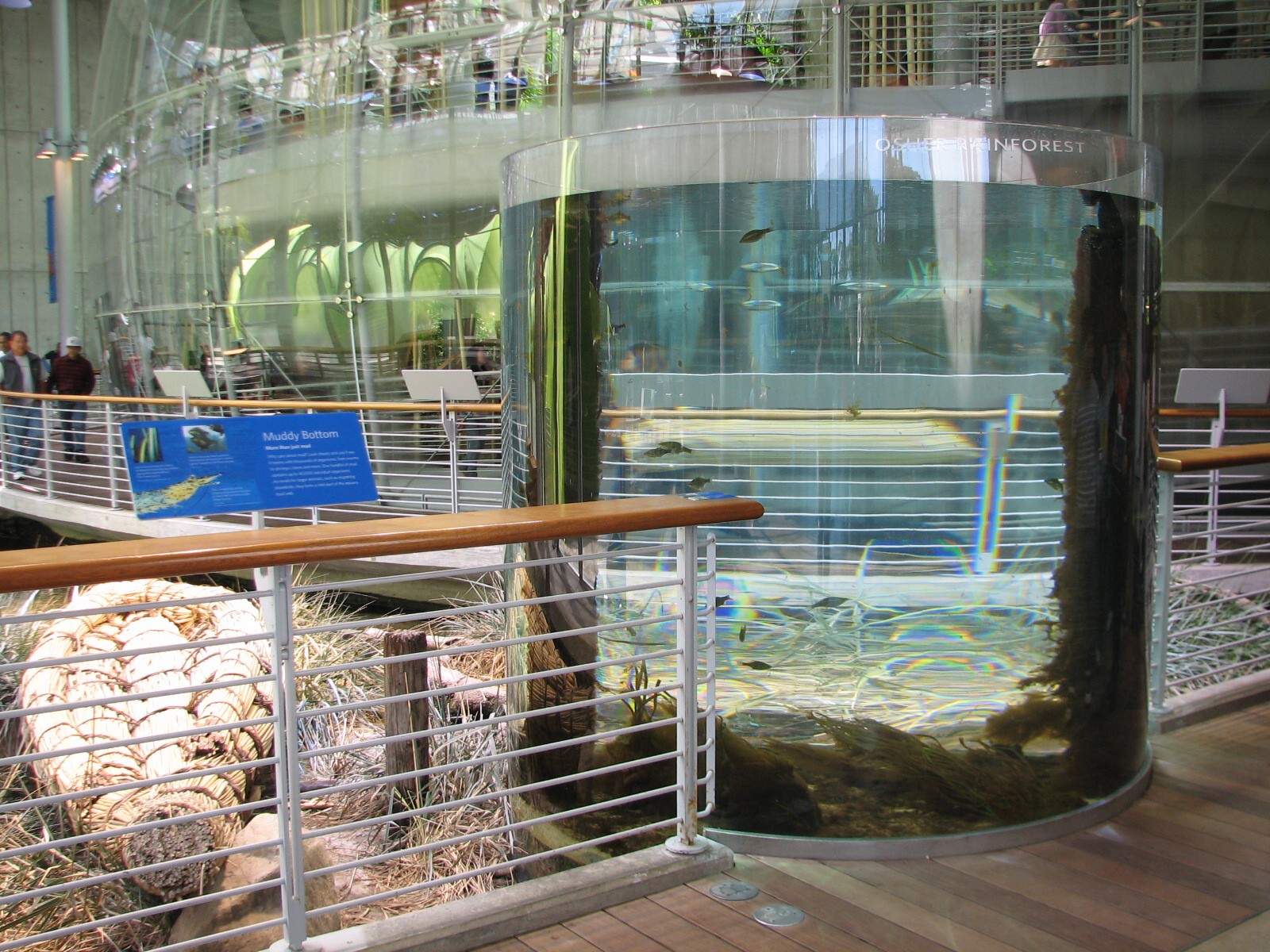 Muddy Bottom - Dwarf Surfperch and Tube-snout