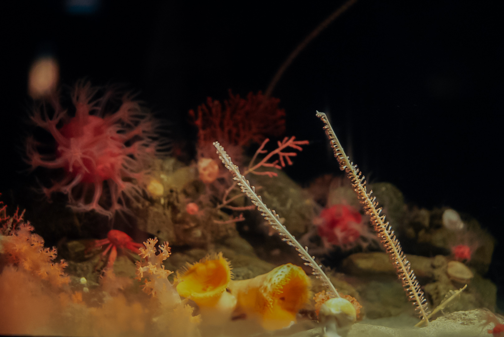 'Muddy Bottom Habitat" Exhibit (left side)