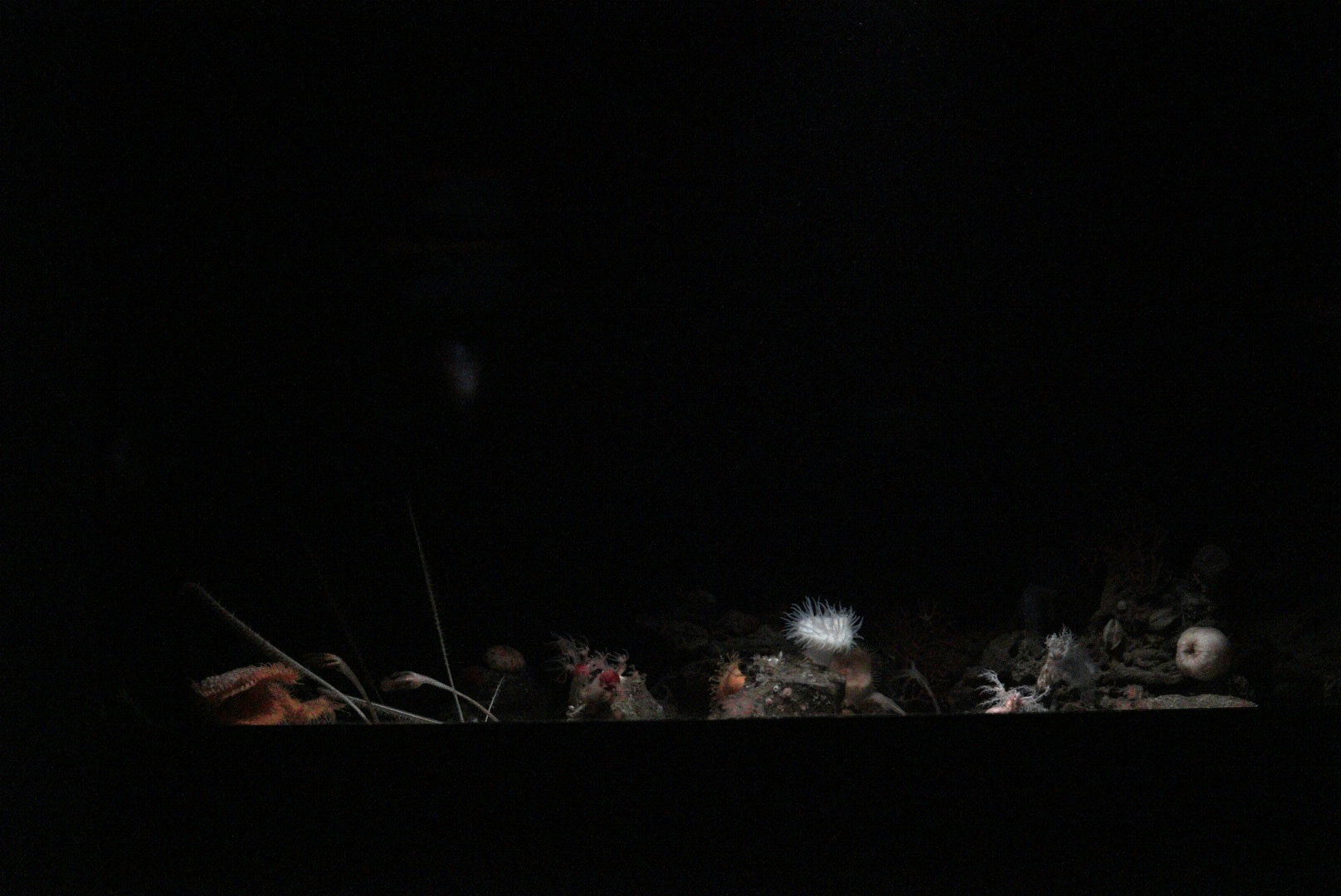 Muddy Bottom Habitat Tank