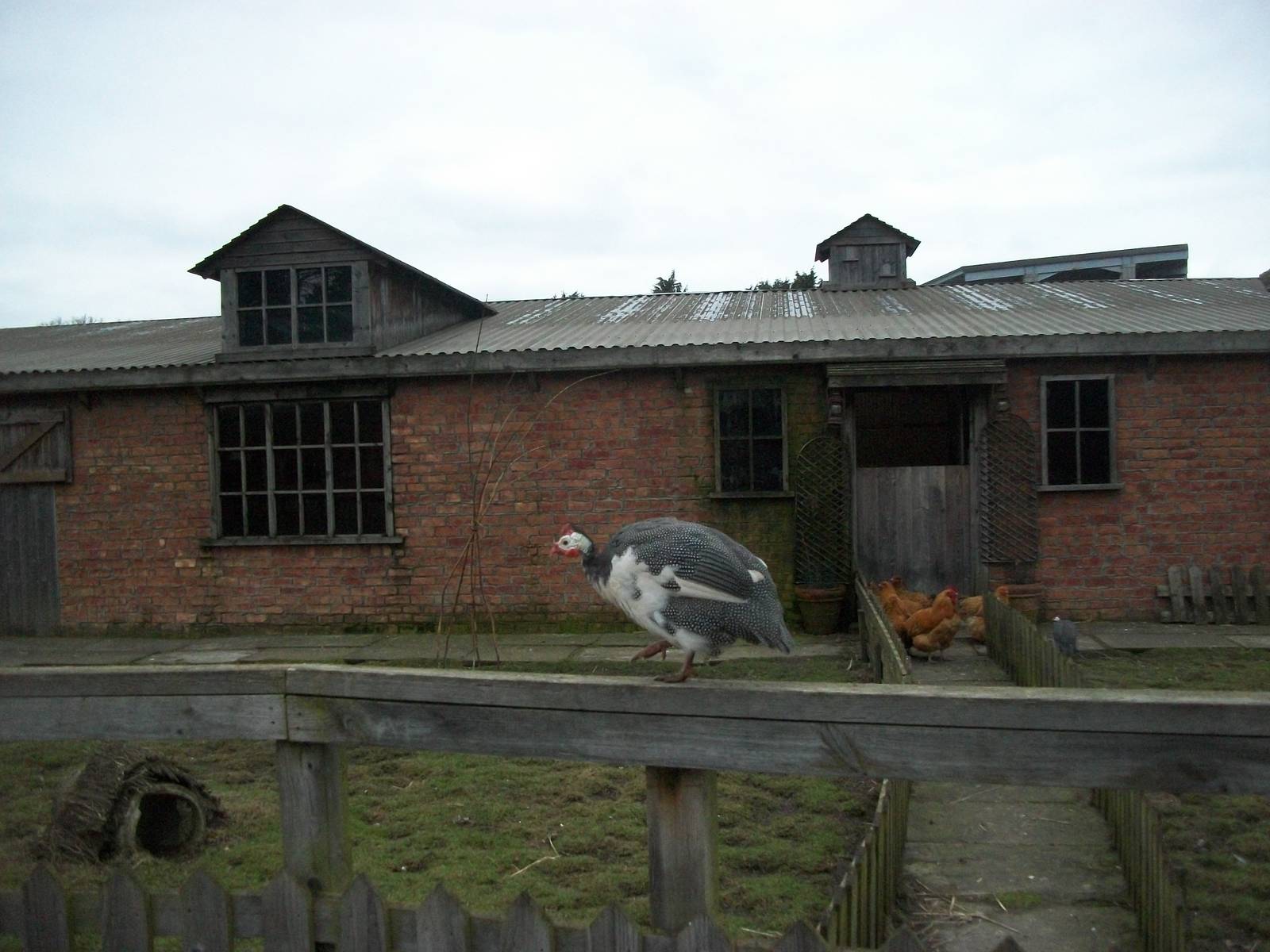 Muddy Duck Farm 22nd February 2013