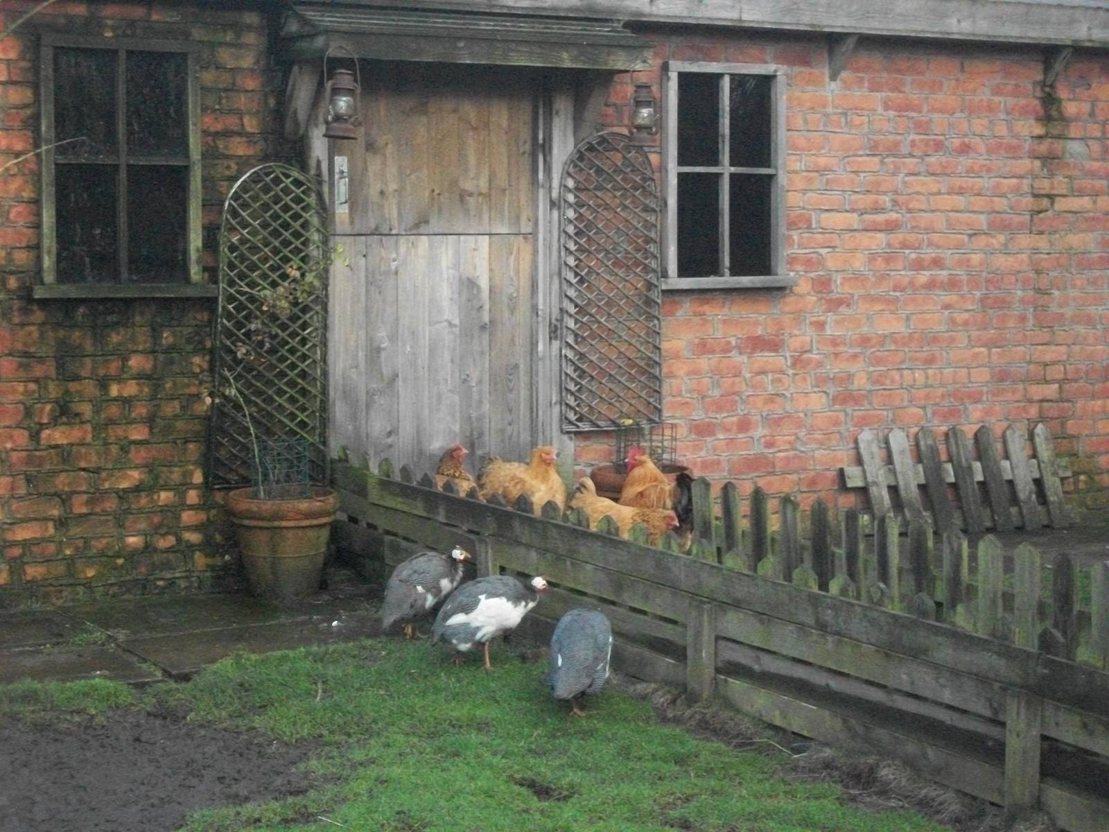 Muddy Duck Farm 4th January 2013