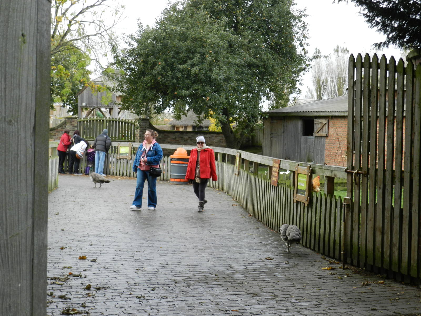 Muddy Duck Farm at Flamingo Land - 14/10/2012