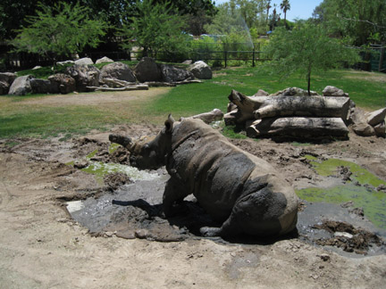 muddy rhino