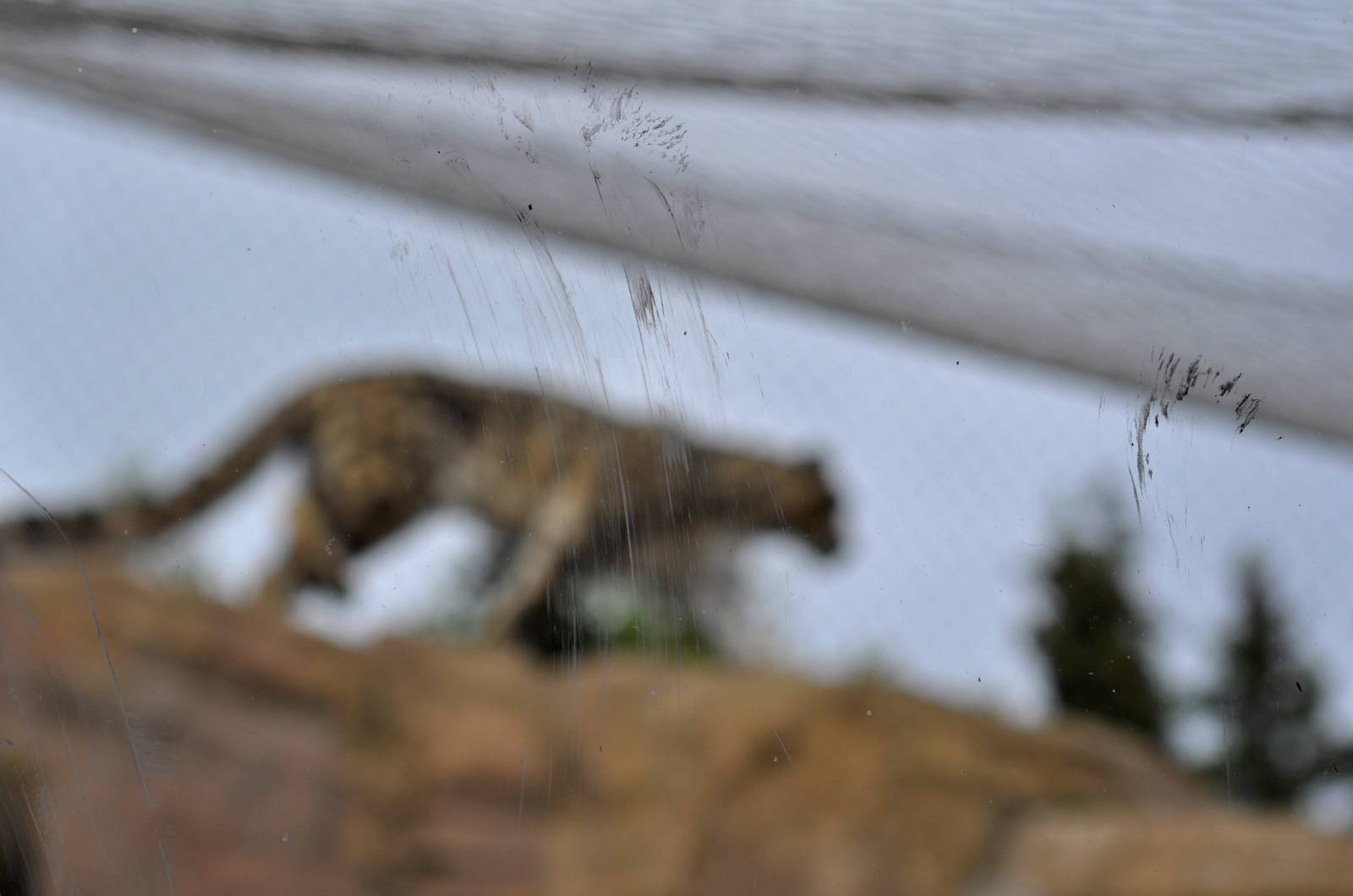 Muddy Snow Leopard paw prints on viewing glass