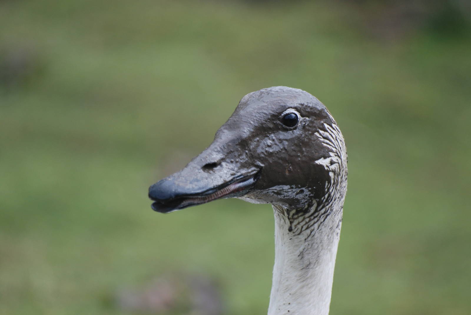 Muddy Swan at Blackbrook, 22/04/12