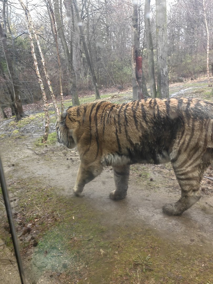 Muddy tiger