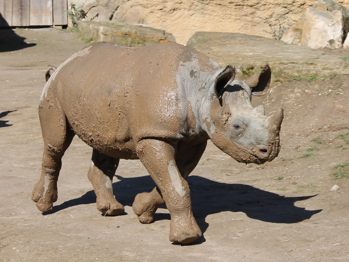 Muddy young Black rhinoceros