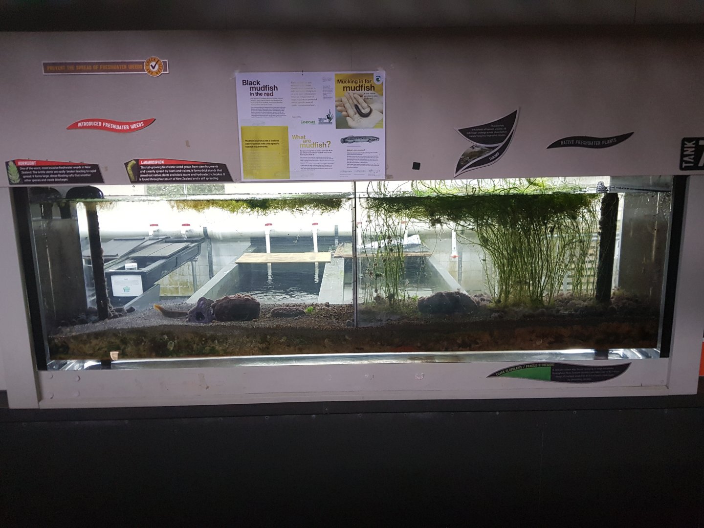 Mudfish and planted tanks-Tongariro National Trout Centre