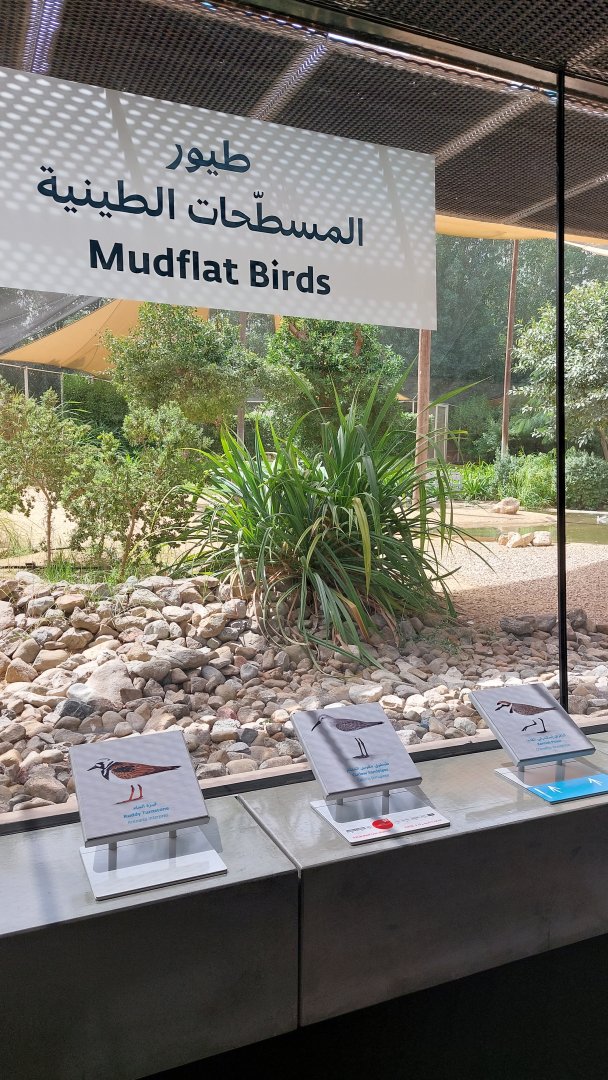 Mudflat birds aviary