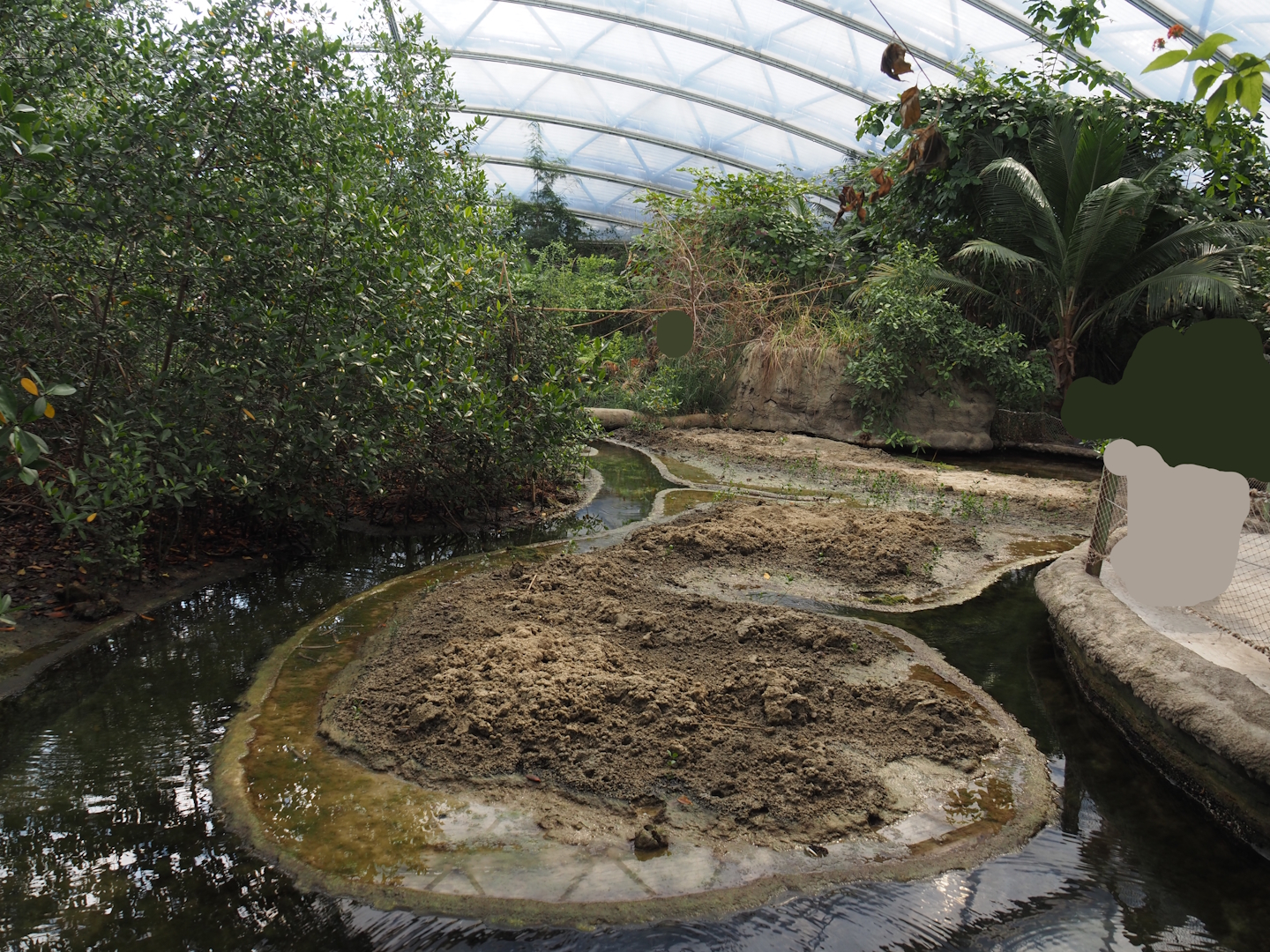 Mudflat exhibit with fiddler crabs, four-eyed fish, mollies, surgeonfish et cetera in the Mangrove, 2025-05-17