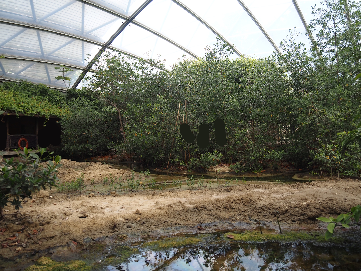 Mudflat exhibit with fiddler crabs, four-eyed fish, mollies, surgeonfish et cetera in the Mangrove, 2025-05-17