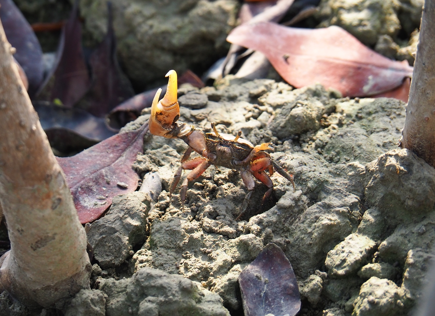 Mudflat fiddler crab (Uca rapax), Sep 16th, 2018