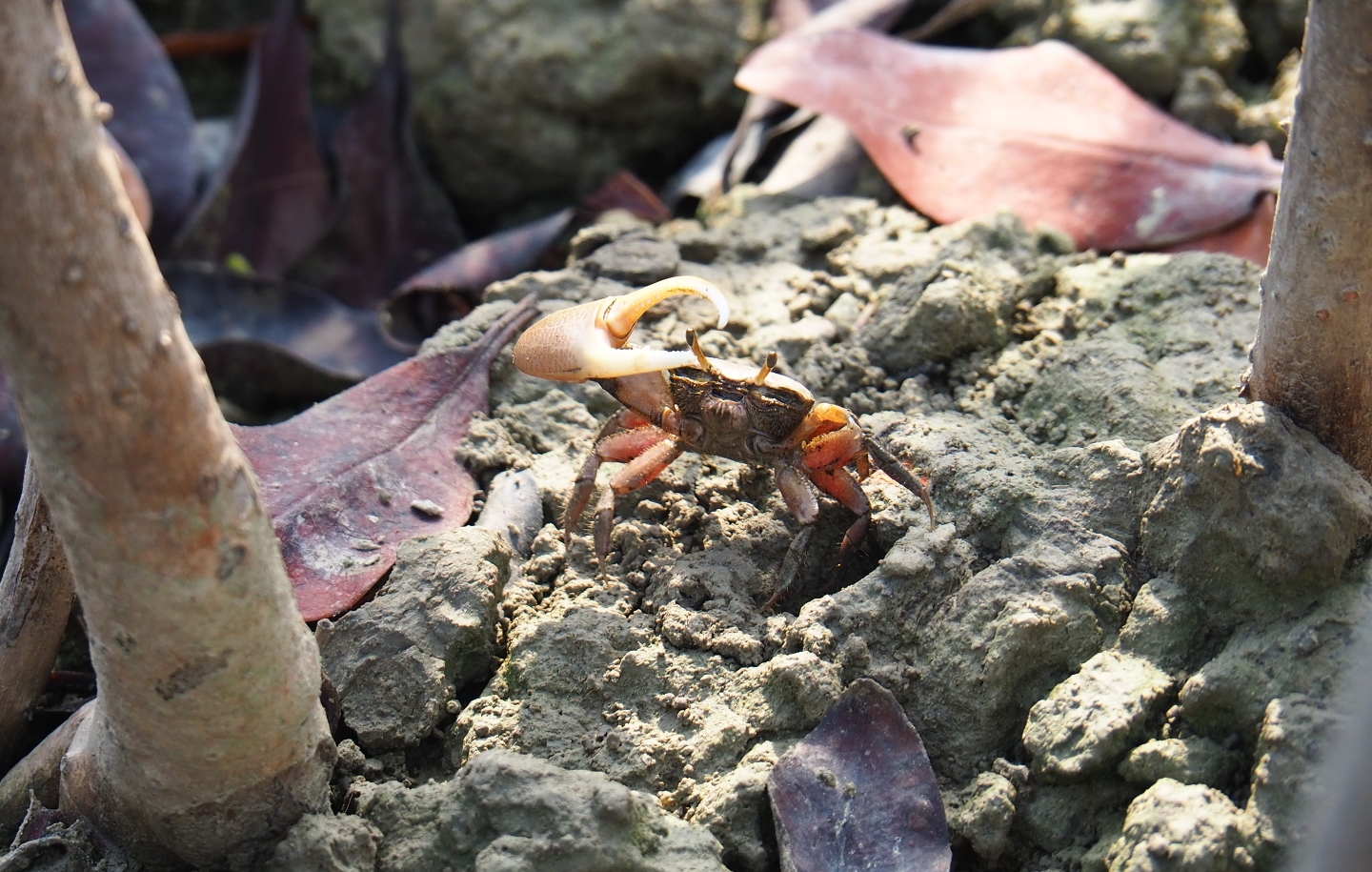 Mudflat fiddler crab (Uca rapax), Sep 16th, 2018