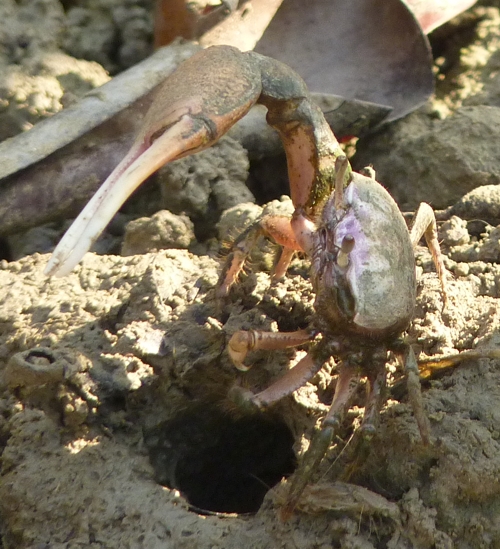 Mudflat fiddler crab (Uca rapax)