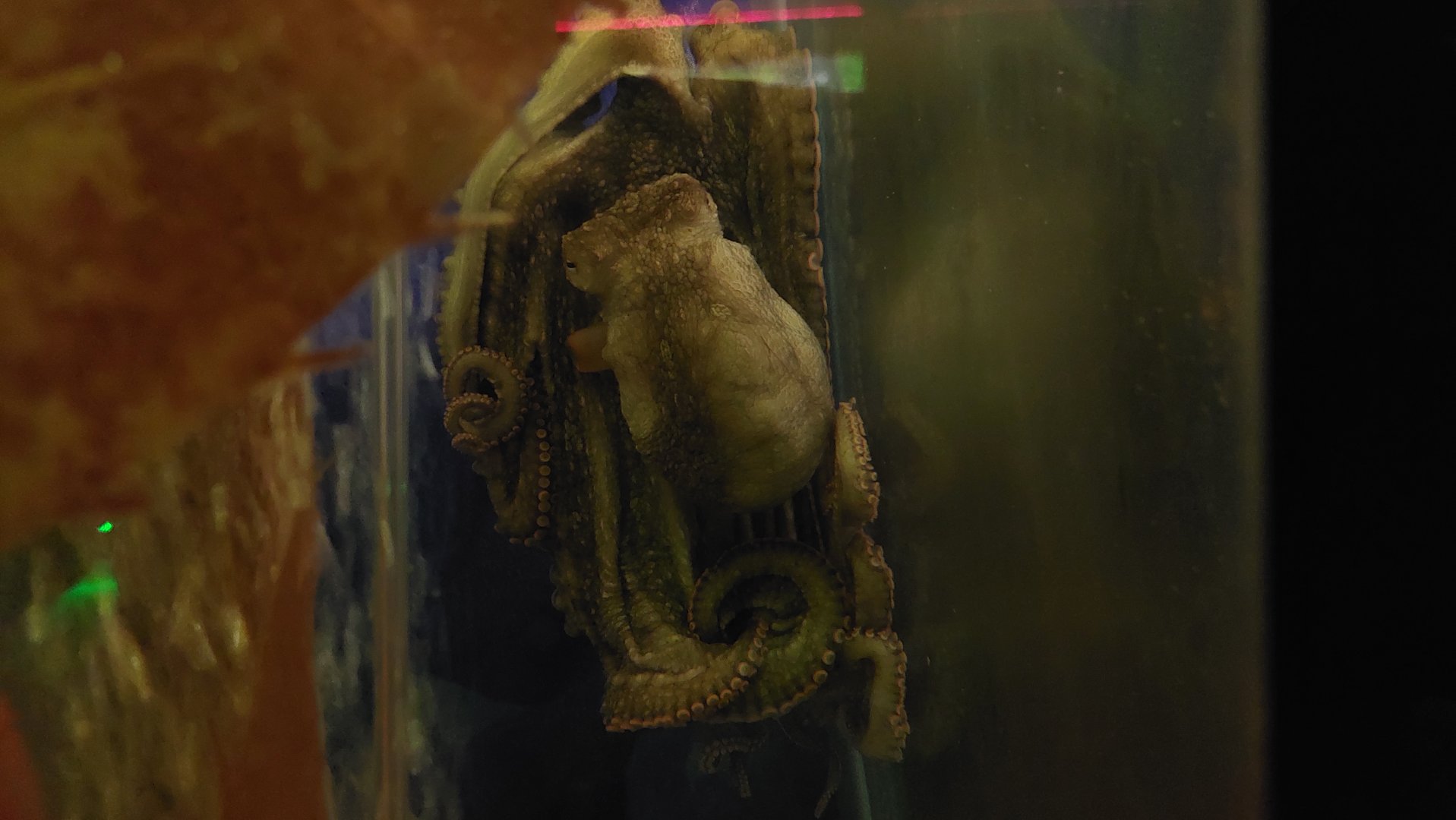 Mudflat Octopus (Octopus bimaculoides)