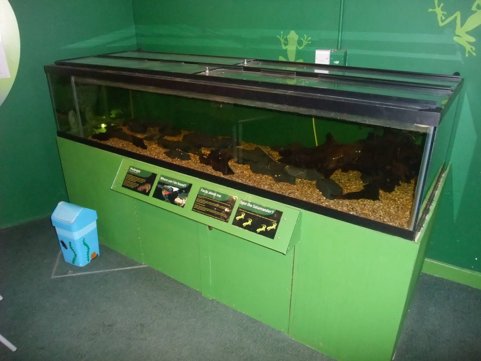 Mudpuppy Exhibit at Slimbridge, 06/02/12