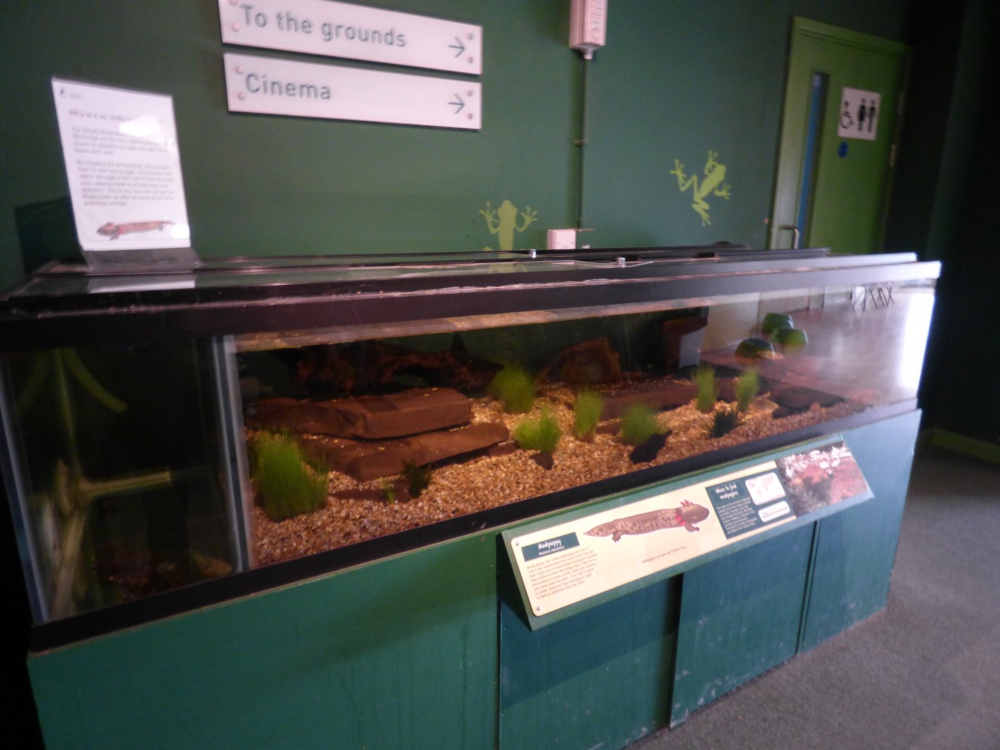 Mudpuppy Exhibit