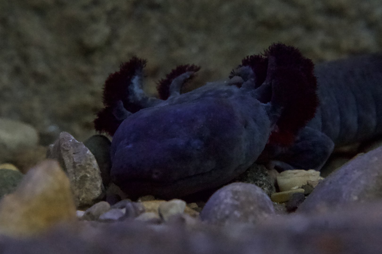 Mudpuppy/ Necturus maculosus