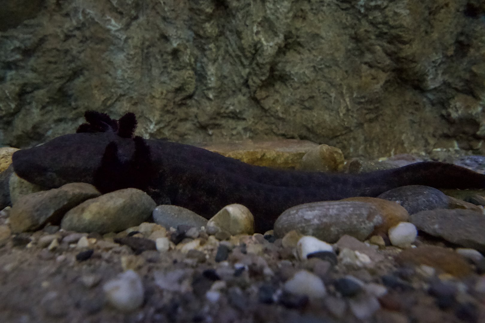 Mudpuppy/ Necturus maculosus