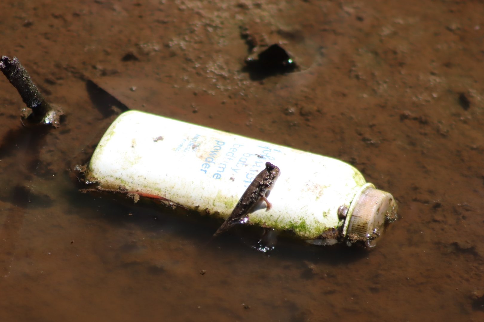Mudskipper and baby powder - Kota Kinabalu Wetland Centre, 27 June 2023