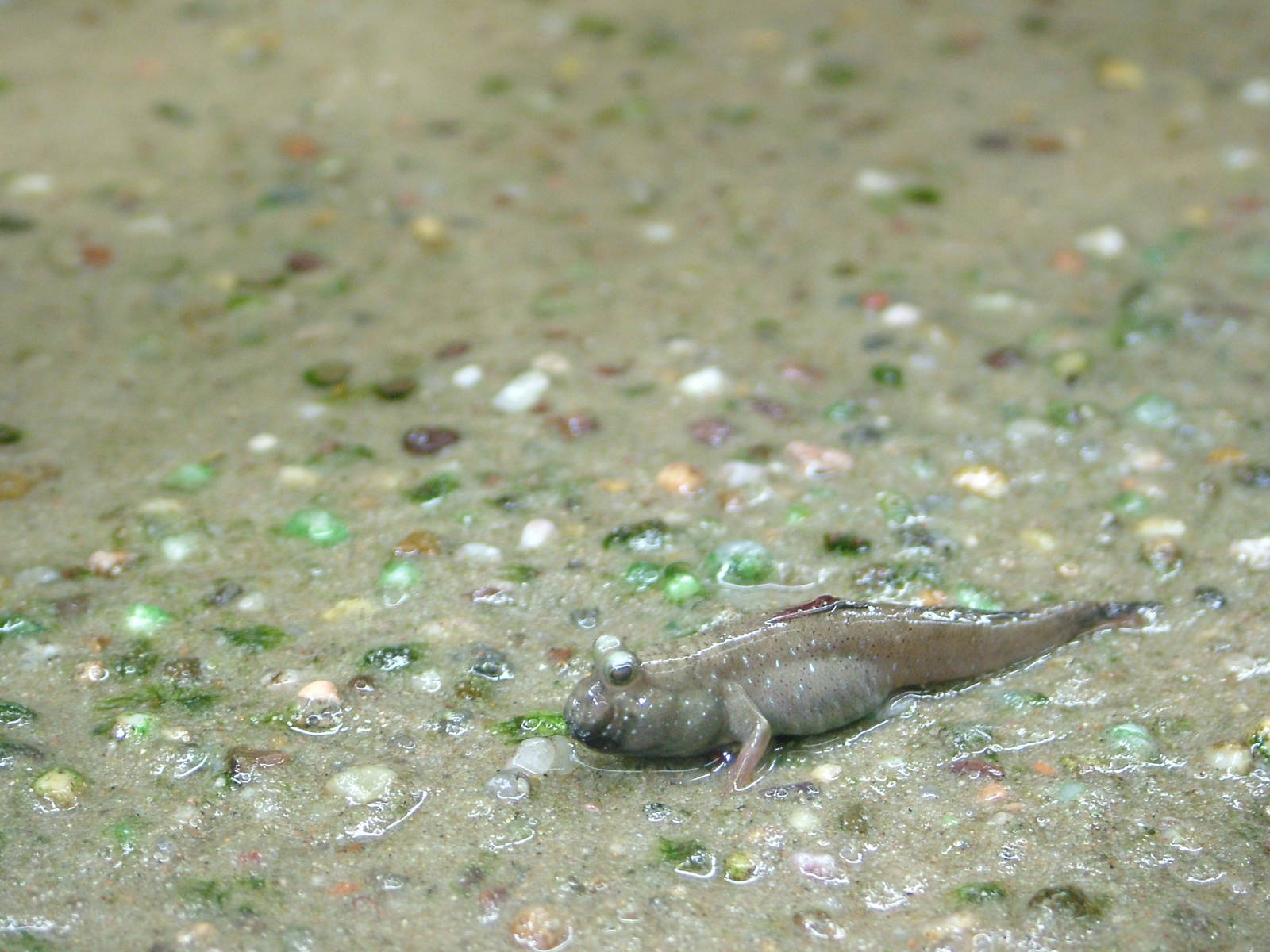 Mudskipper at Berlin Zoo Aquarium, 31/08/11