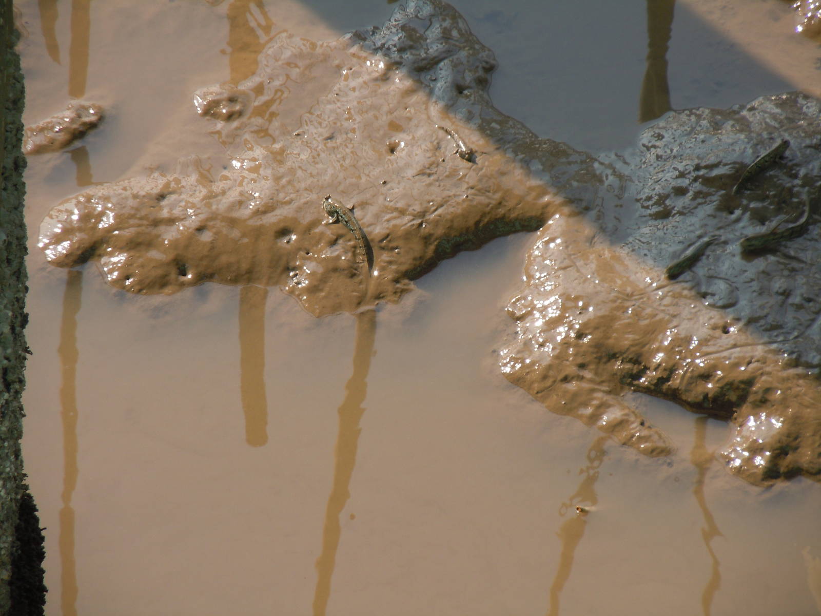 Mudskipper - Chao Phraya estuary