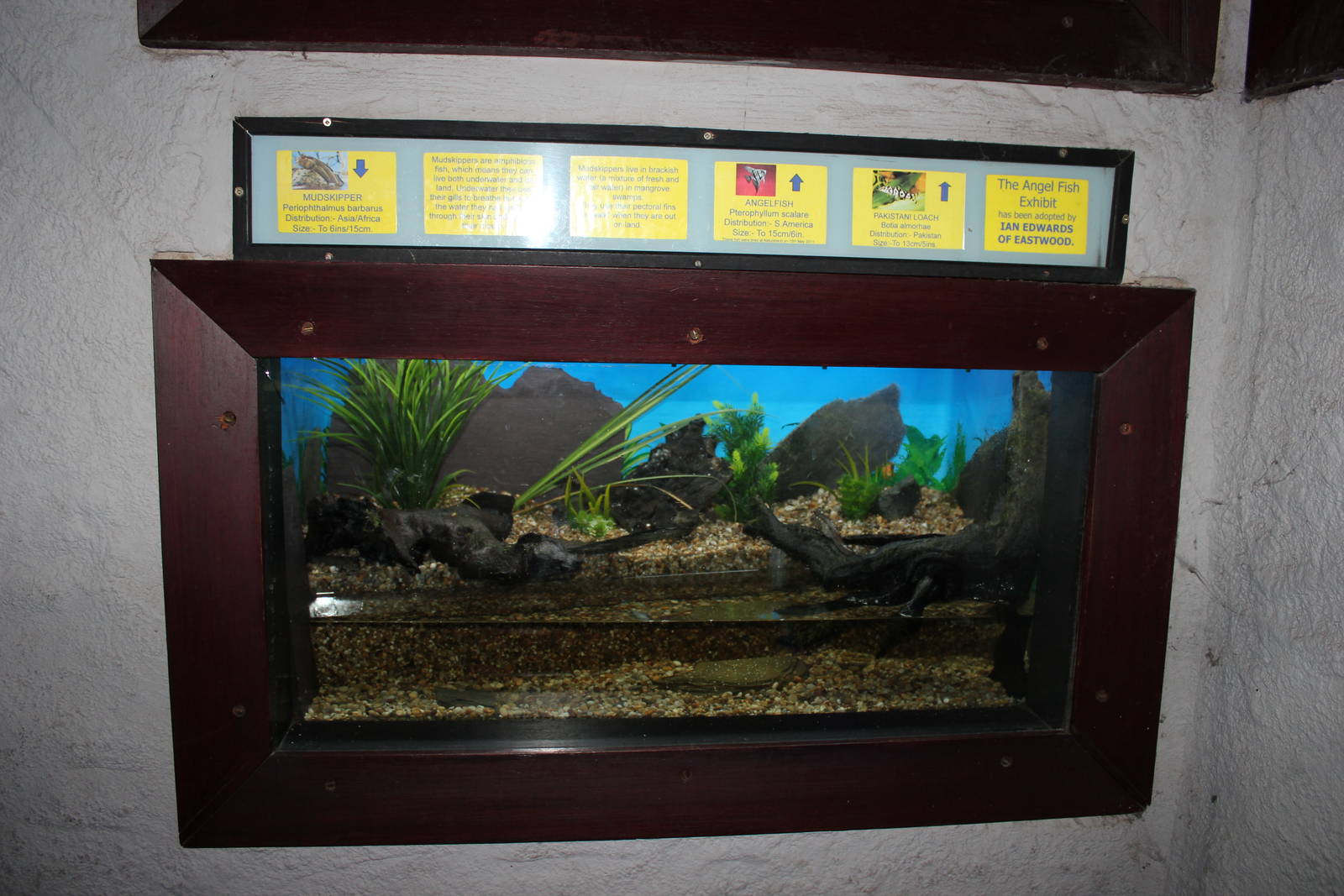 Mudskipper enclosure