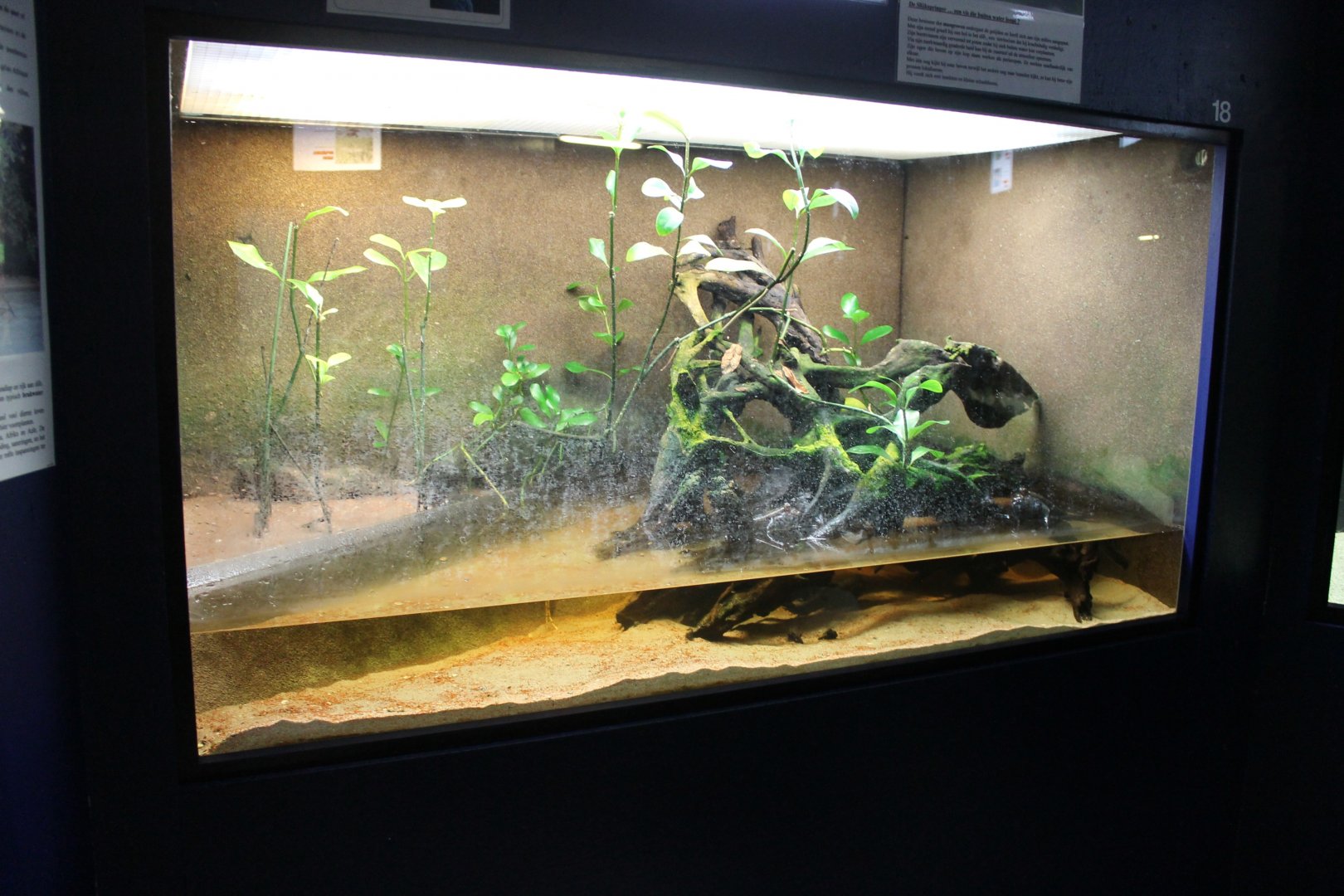 Mudskipper-enclosure