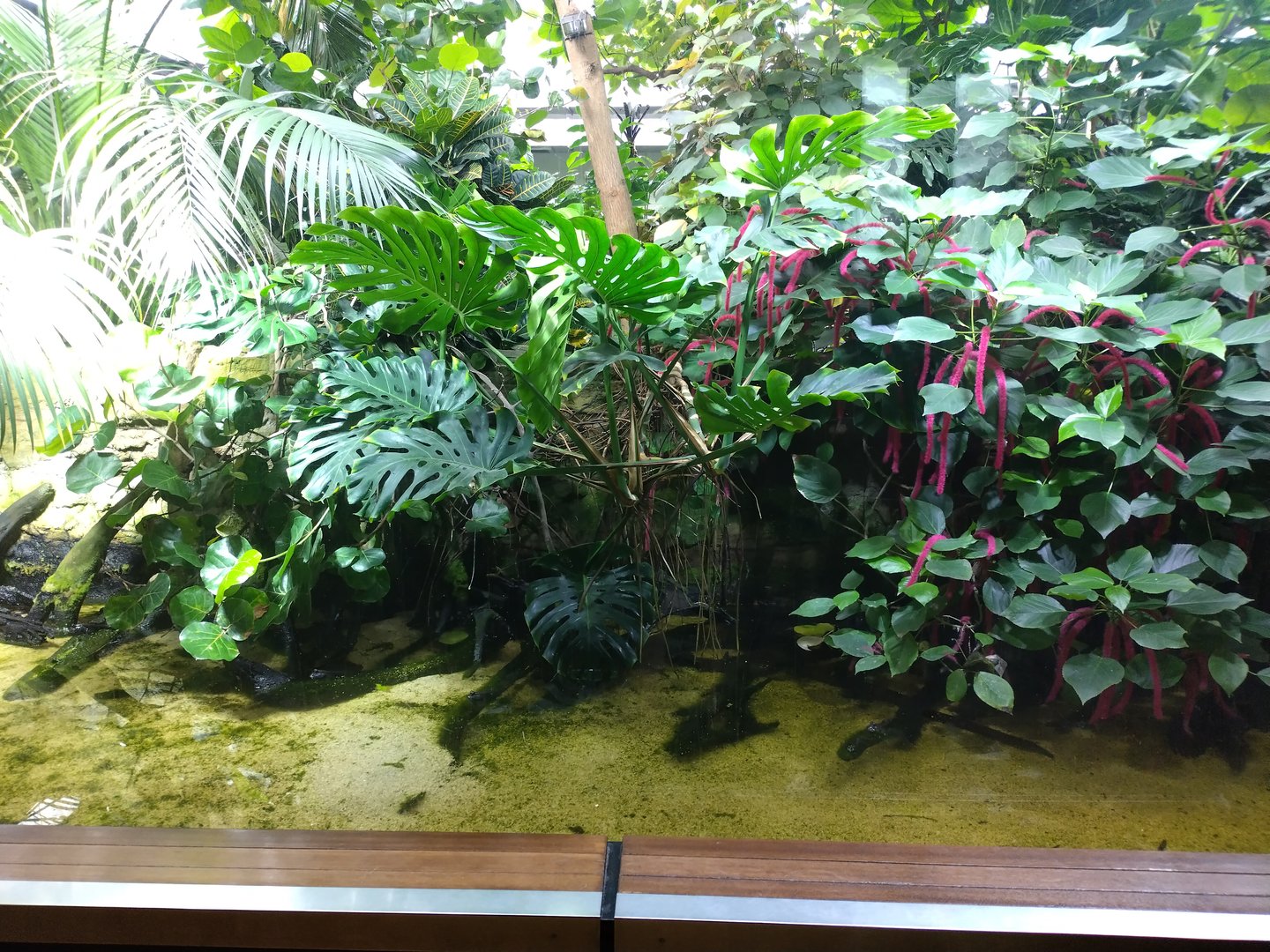 Mudskipper enclosure