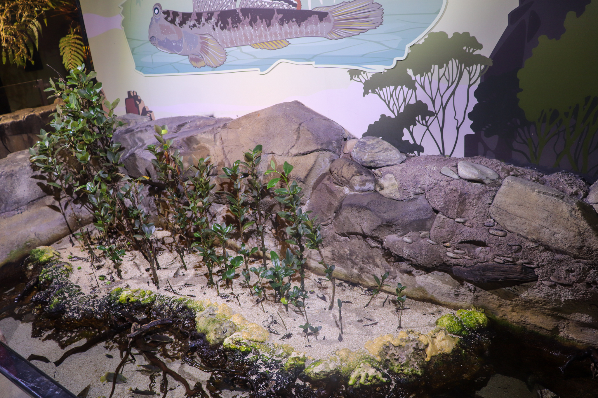 Mudskipper Exhibit - December 2018