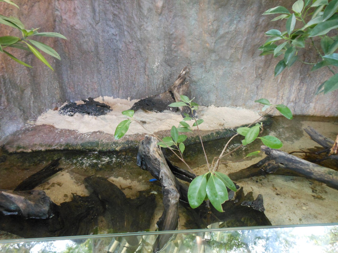 Mudskipper exhibit