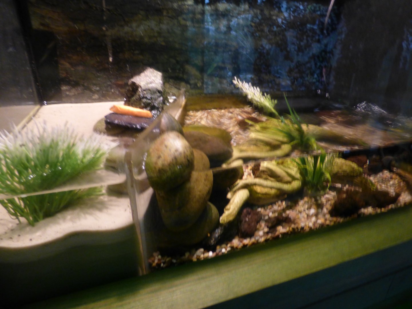 Mudskipper exhibit