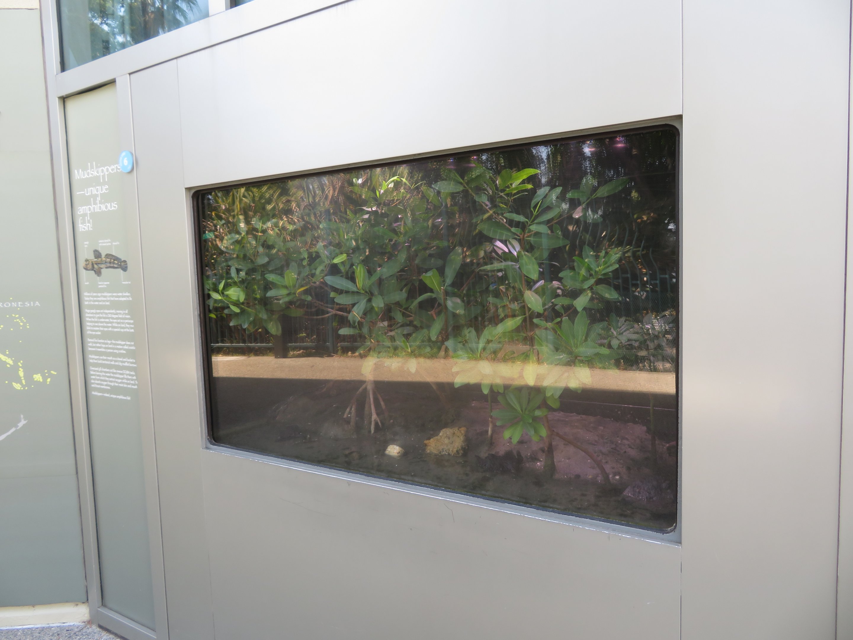 Mudskipper Exhibit