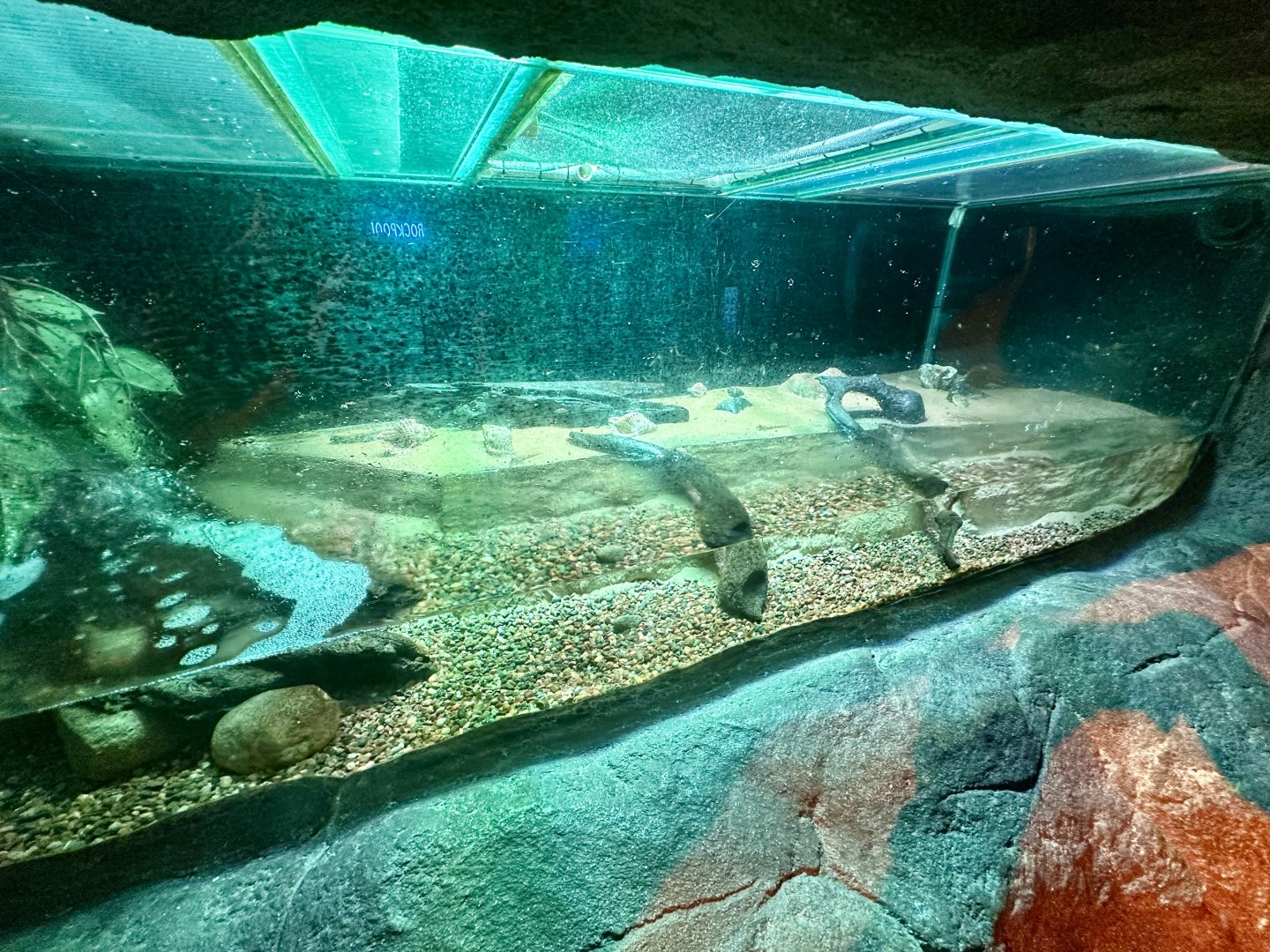 Mudskipper Exhibit