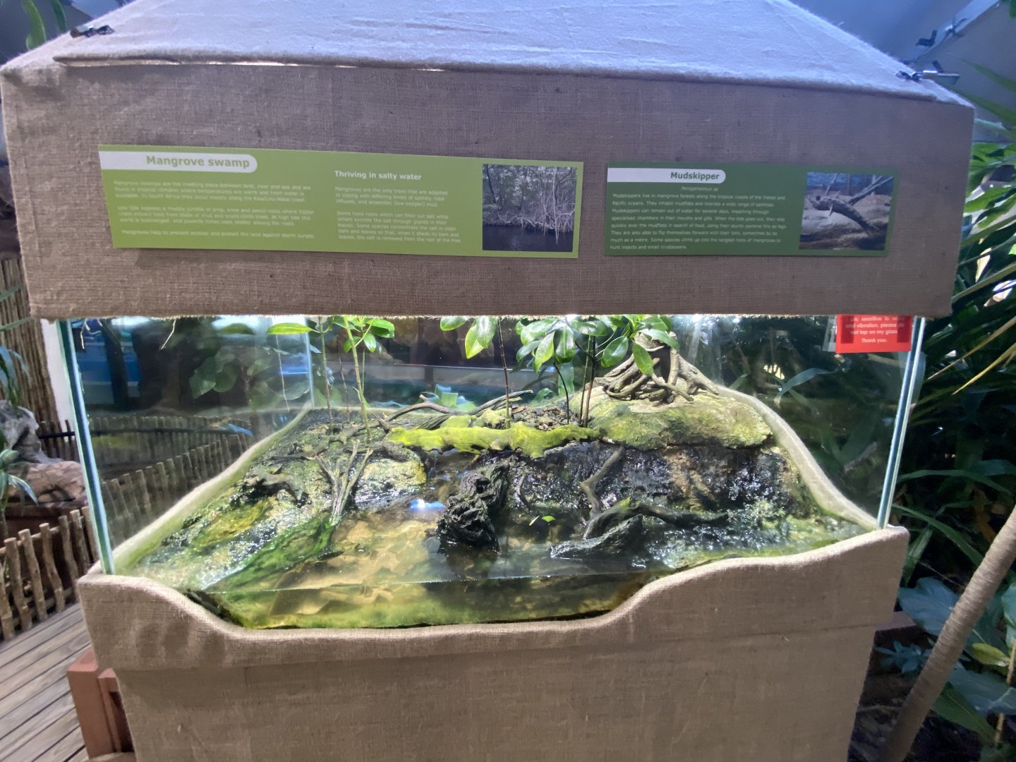 Mudskipper exhibit